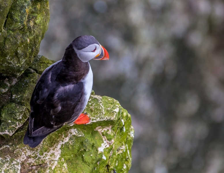Honour For Lonely Puffin By Chris Ross