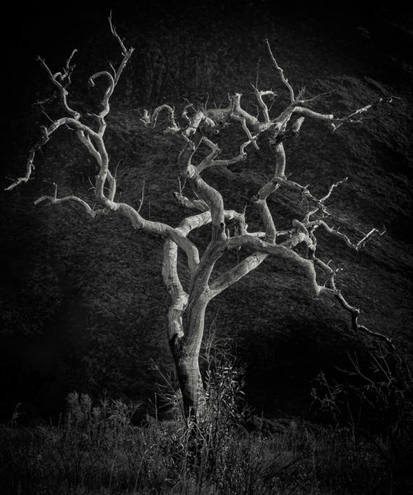 Merit For Dead Tree Uluru By Geoffrey Hui
