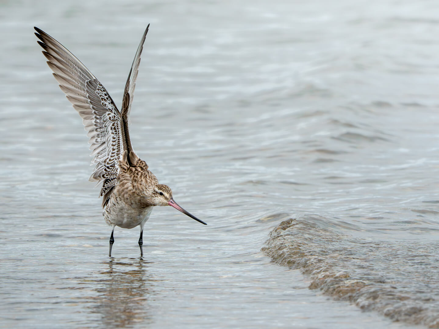 Honour For Digital Incoming Tide Alert By Rose Parr