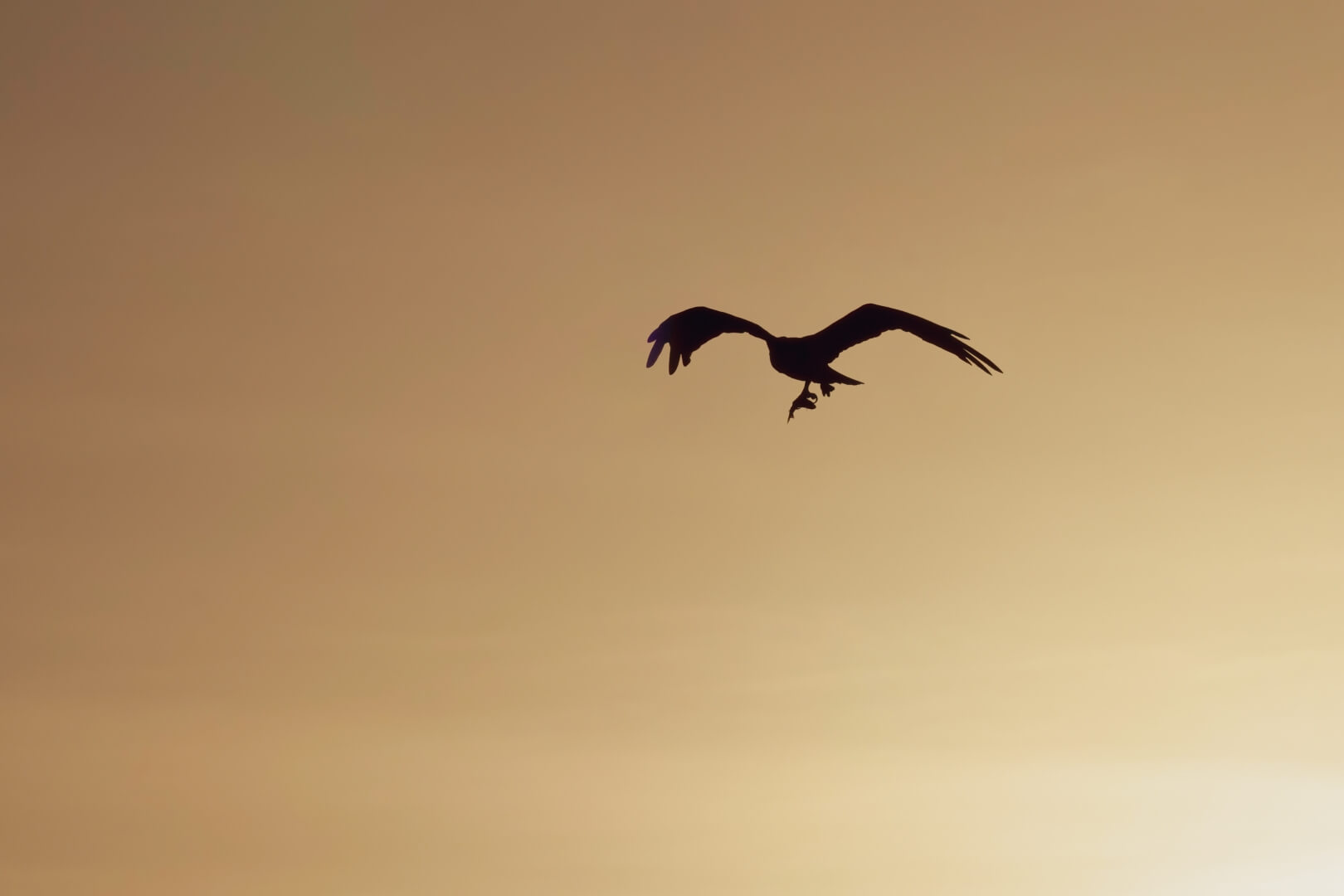 Honour For Digital Sunset  Soaring By Heidi Wallis