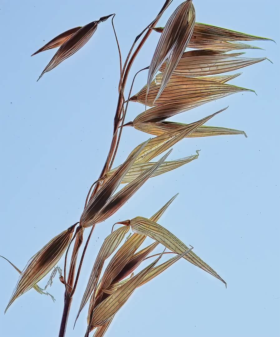 Honour For Print Shades Of Grass By Wendy Buick