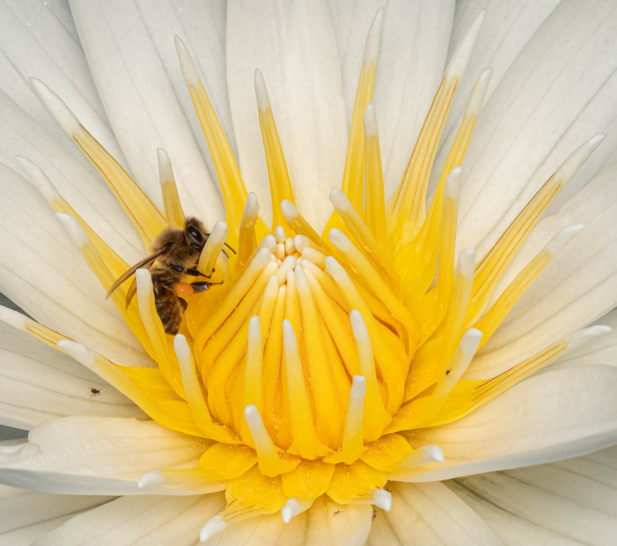 Merit For Digital Busy Bee 1 By Christine Jull