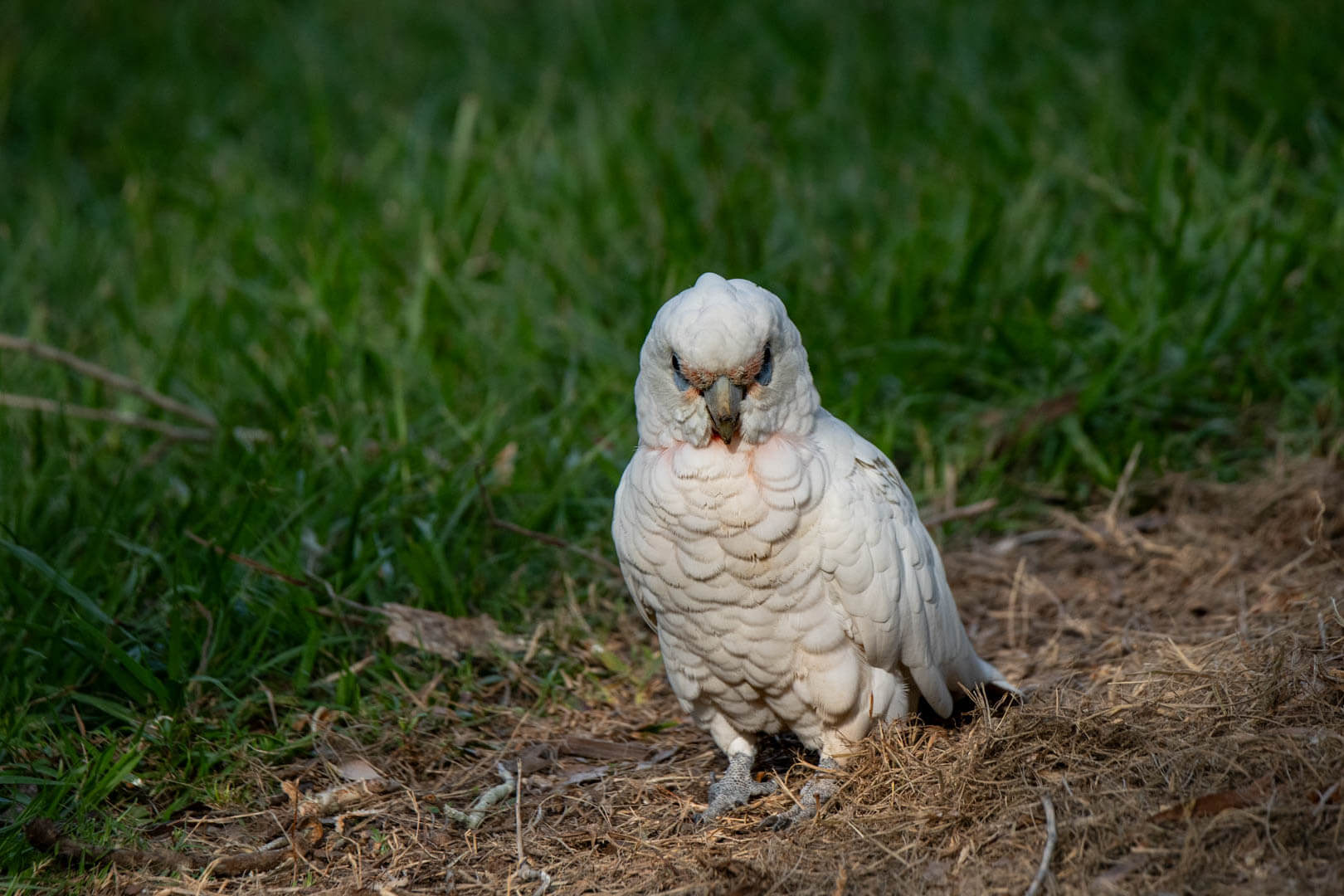 Merit For Digital CORRELLA By Gwenda Kruger