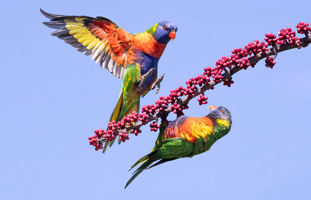 Merit For Digital Colourful Rainbows By Kerri Anne Cook