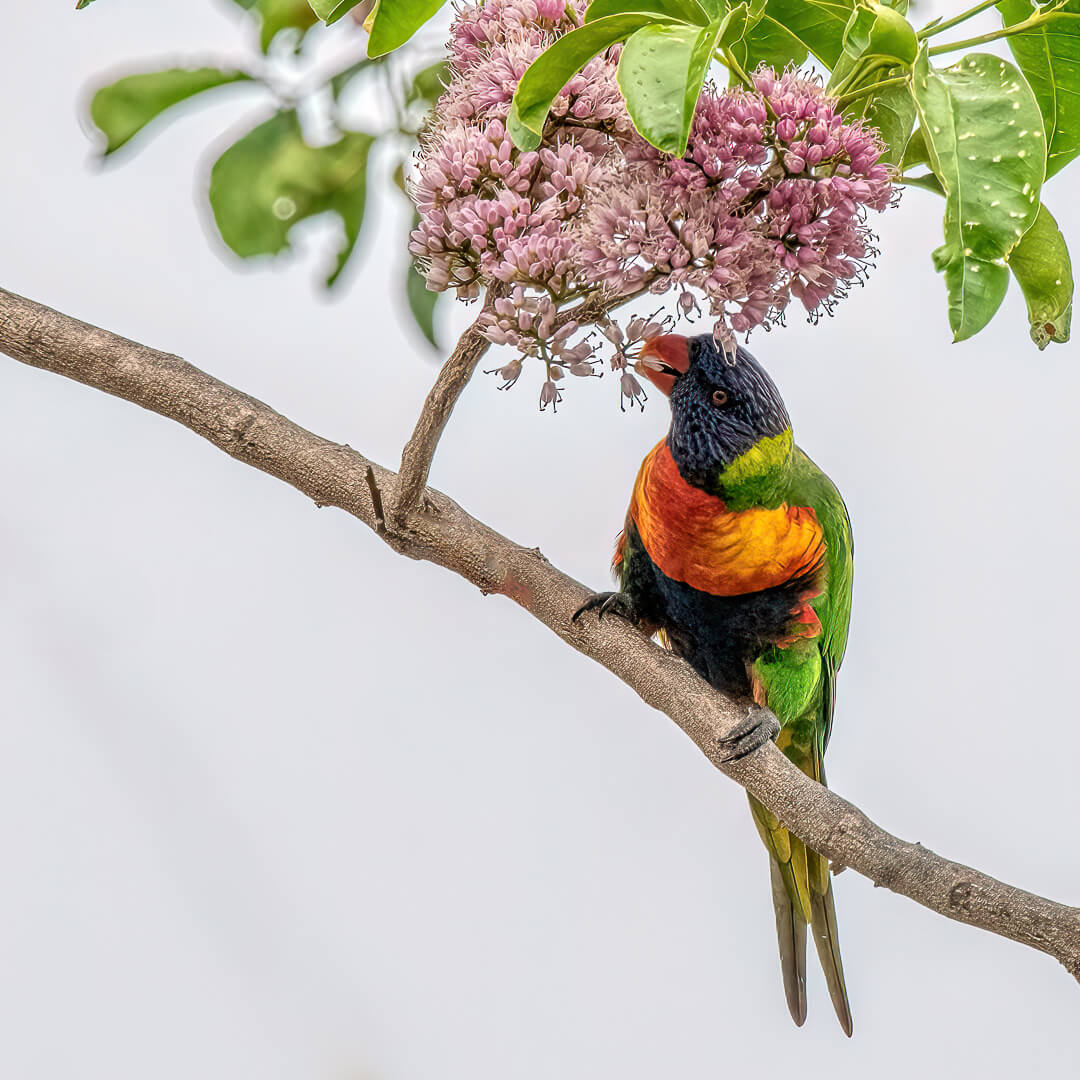 Merit For Digital FLowers For Breakfast By Swarna Wijesekera