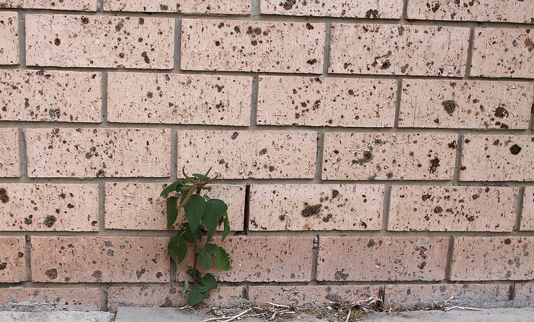 Merit For Digital Lone Weed By Shania Mitchell