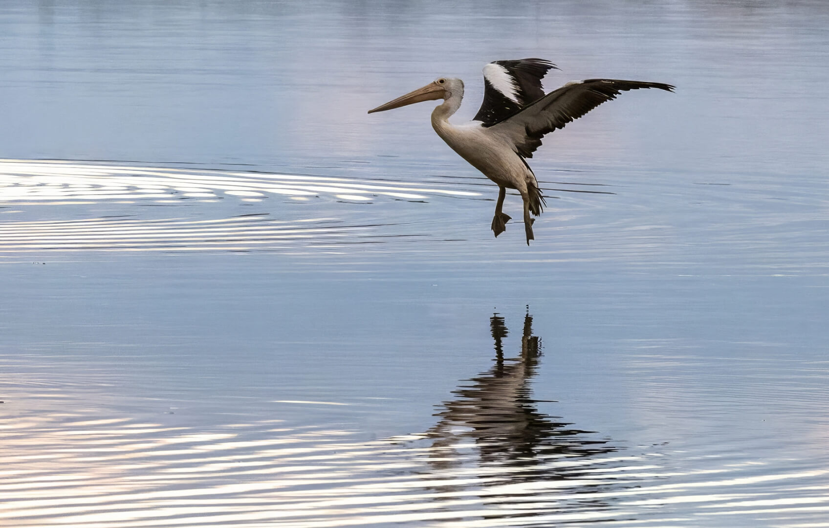 Merit For Digital Pelican Glide By Bhaskar Desha