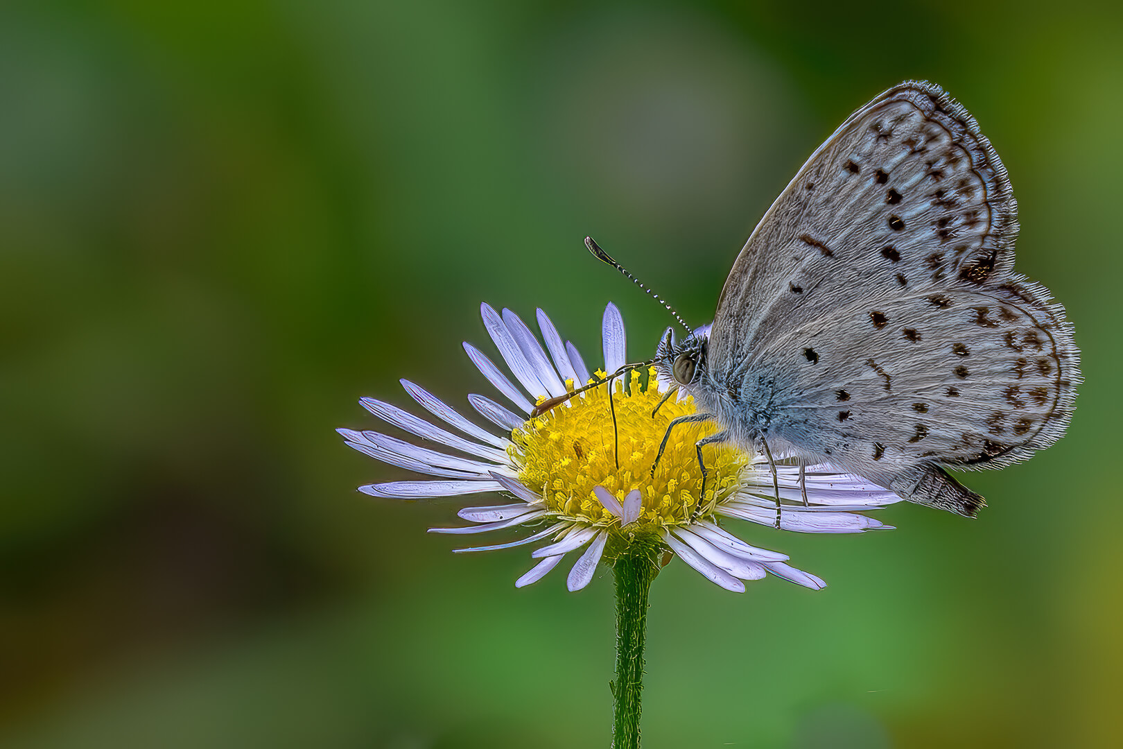 Merit For Print  Butterfly On A Flower By 
