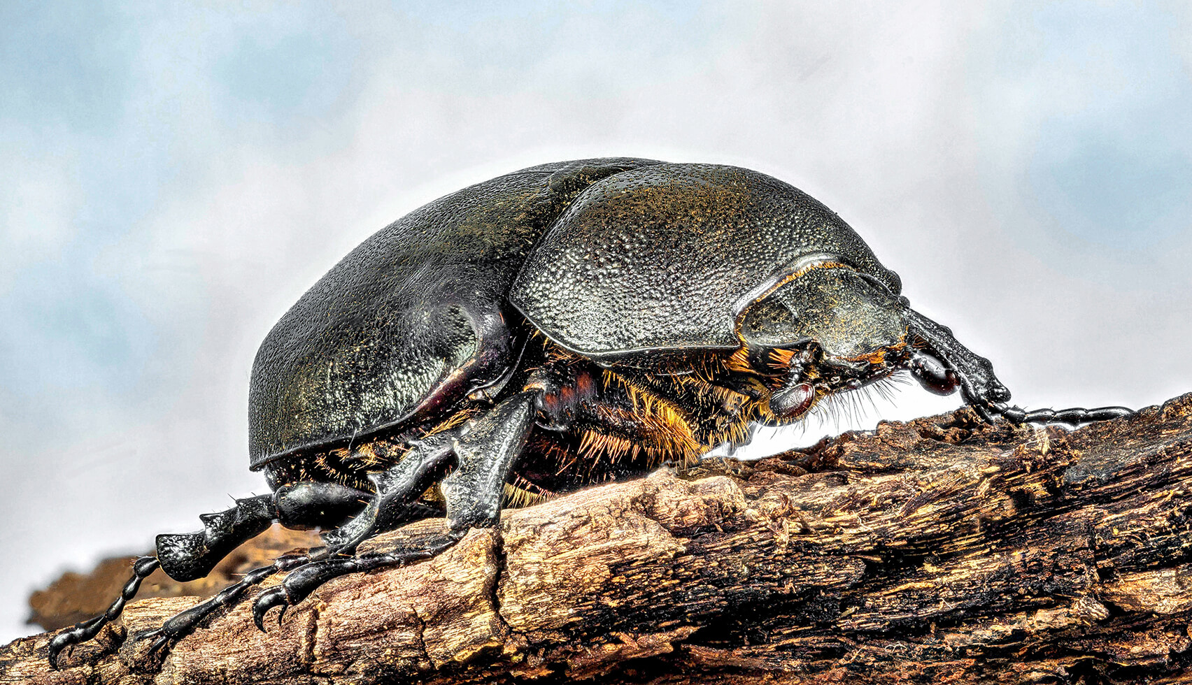 Merit For Print A029 African Black Beetlejpeg By 