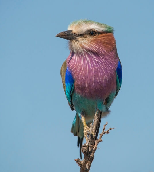 Merit For Lilac Breasted Roller 7240 By Lesley Clark
