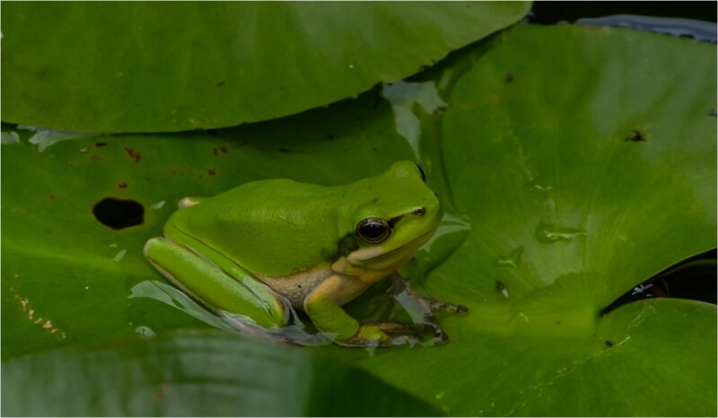 Merit For Sedge Frog Keeping Cool By Russell Dickson