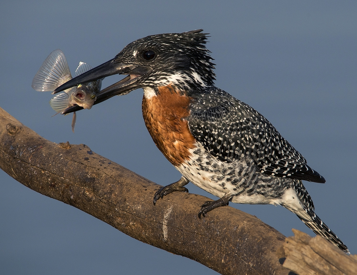 Honour For Giant Kingfisher 3 By Lesley Clark