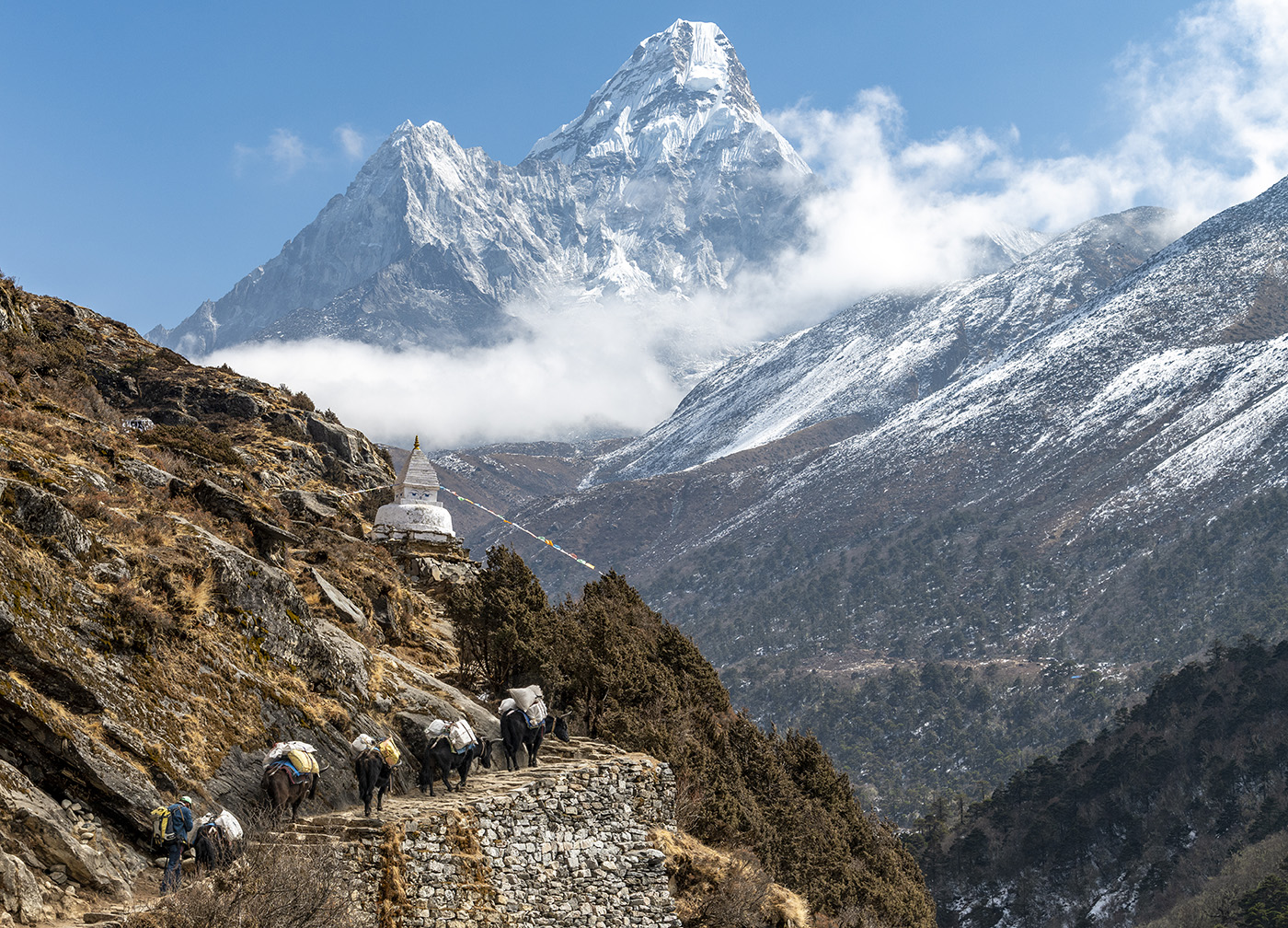 Honour For Yaks Carry Supplies Past Ama Dablam By Jefferey Mott