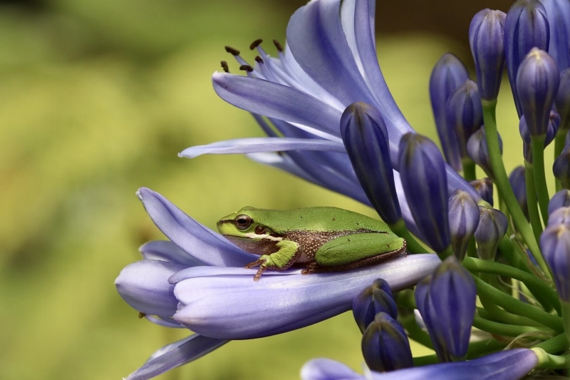 Honour For AB121 A Frogs Life By Heidi Wallis
