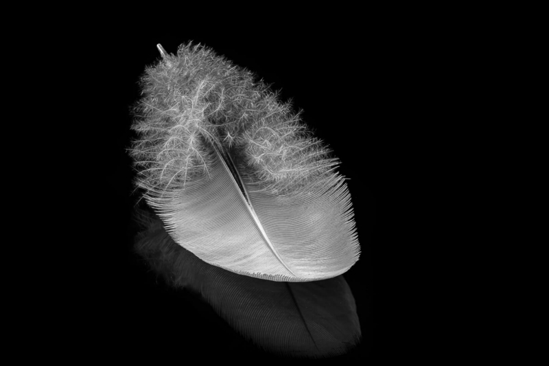 Honour For Anatomy Of A Feather By Ian Sweetman