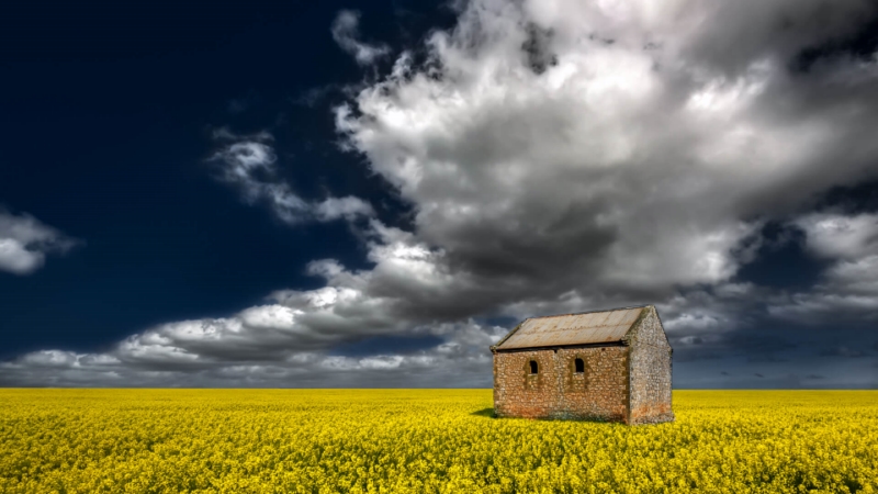 Honour For Canola Under A Southern Sky By Ian Sweetman