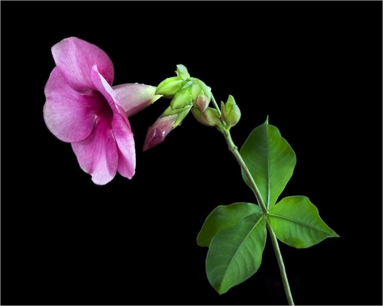 Merit For Flower  Bud By Sam Fernando