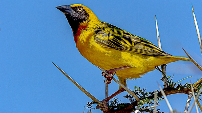 Merit For Yellow Bird In The Sun By Swarna Wijesekera