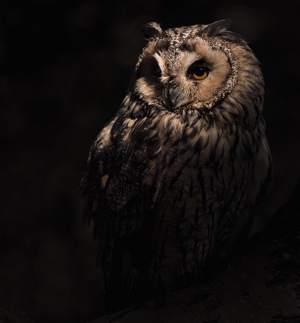 Honour For Digital Owl In Dappled Forest Light By Jefferey Mott
