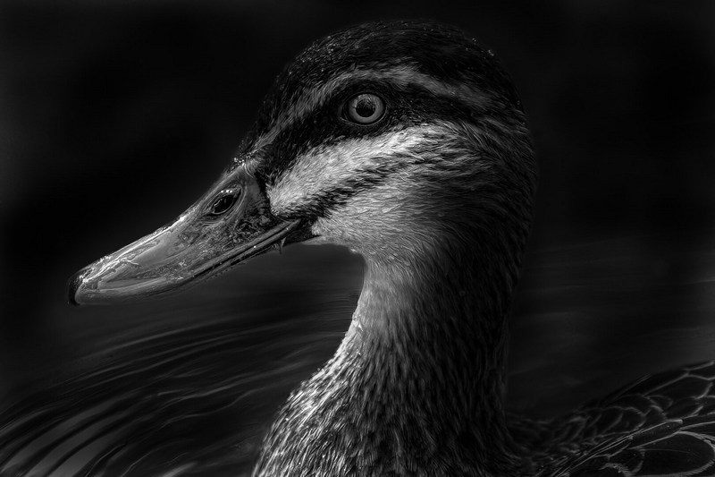 Honour For Digital Portrait Of A Duck By Swarna Wijesekera