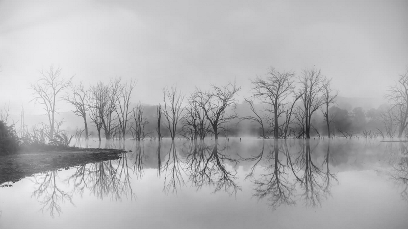 Honour For Print Lake Wyralong Trees  Reflection,, DSCF4936 By Robert Vallance