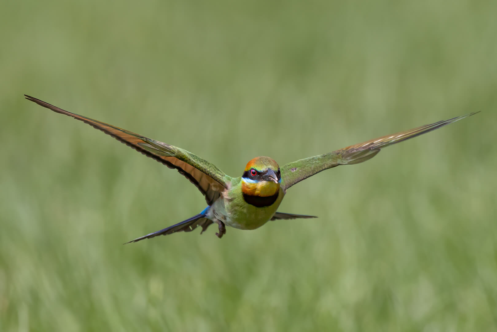 Honour For Digital Another Bee Eater By Kerri Anne Cook