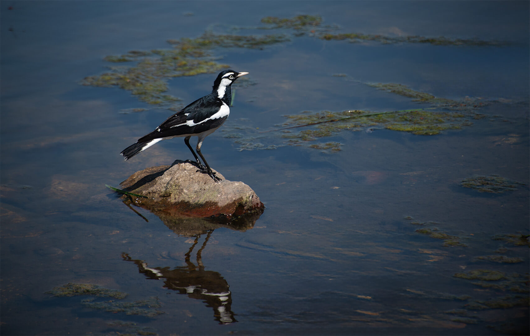 Honour For Digital Magpie Lark By Janet Richardson