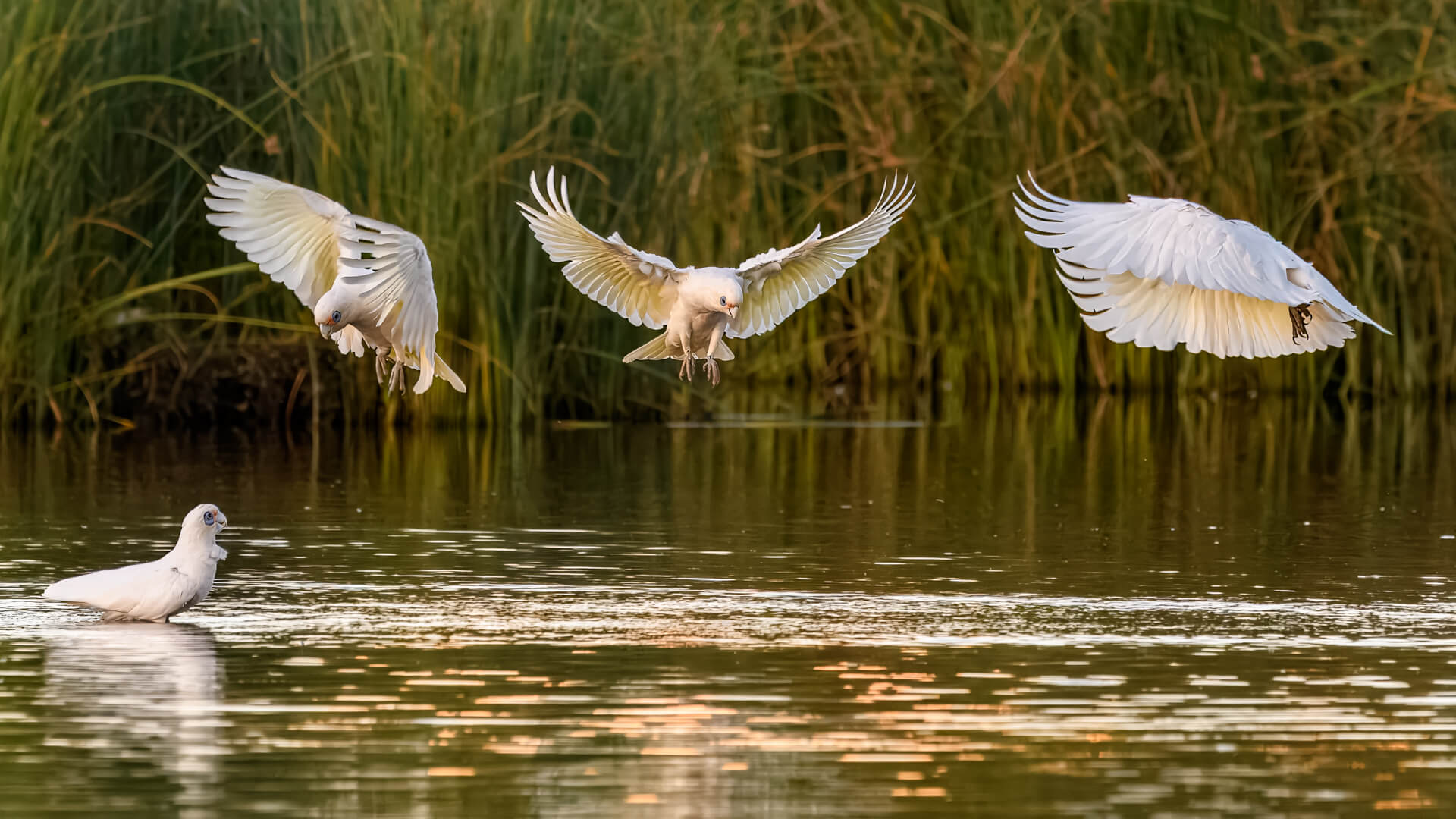 Merit For Digital  A Cacophony Of Corella By Ian Sweetman