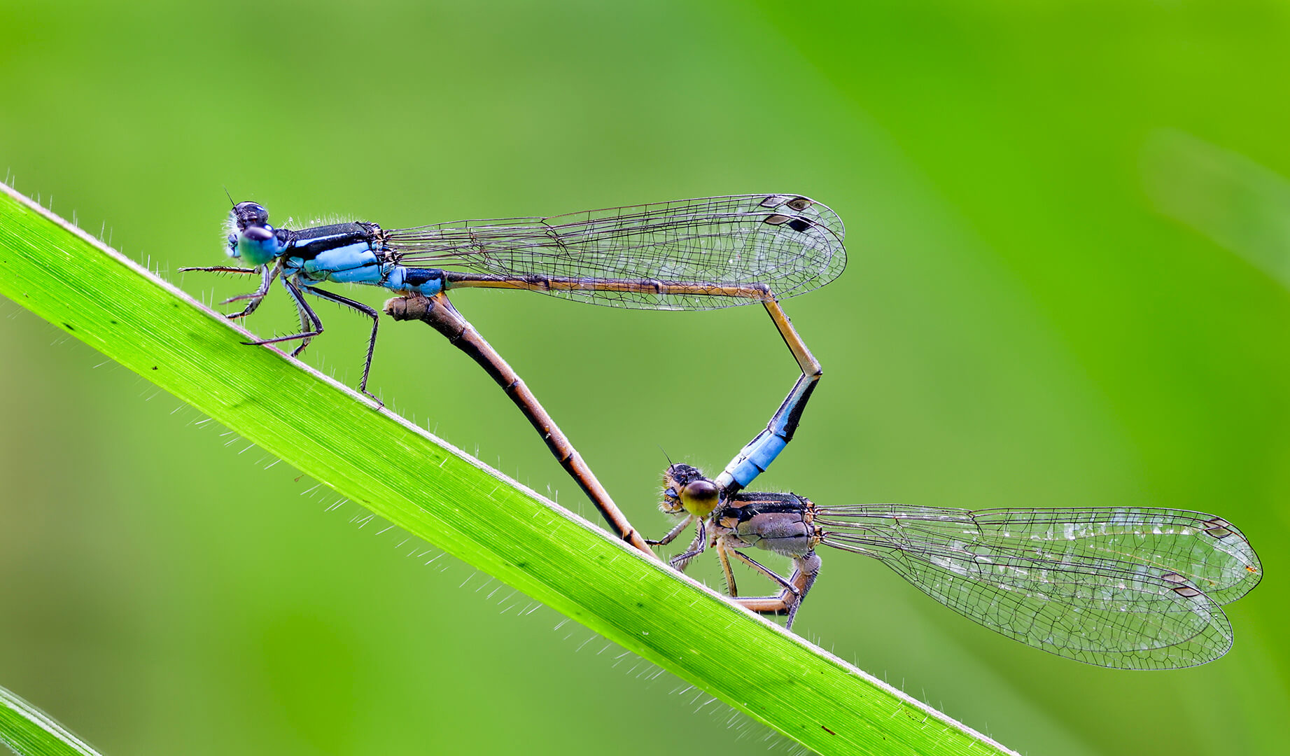 Merit For Digital Bluetails Together By Ann Smallegange