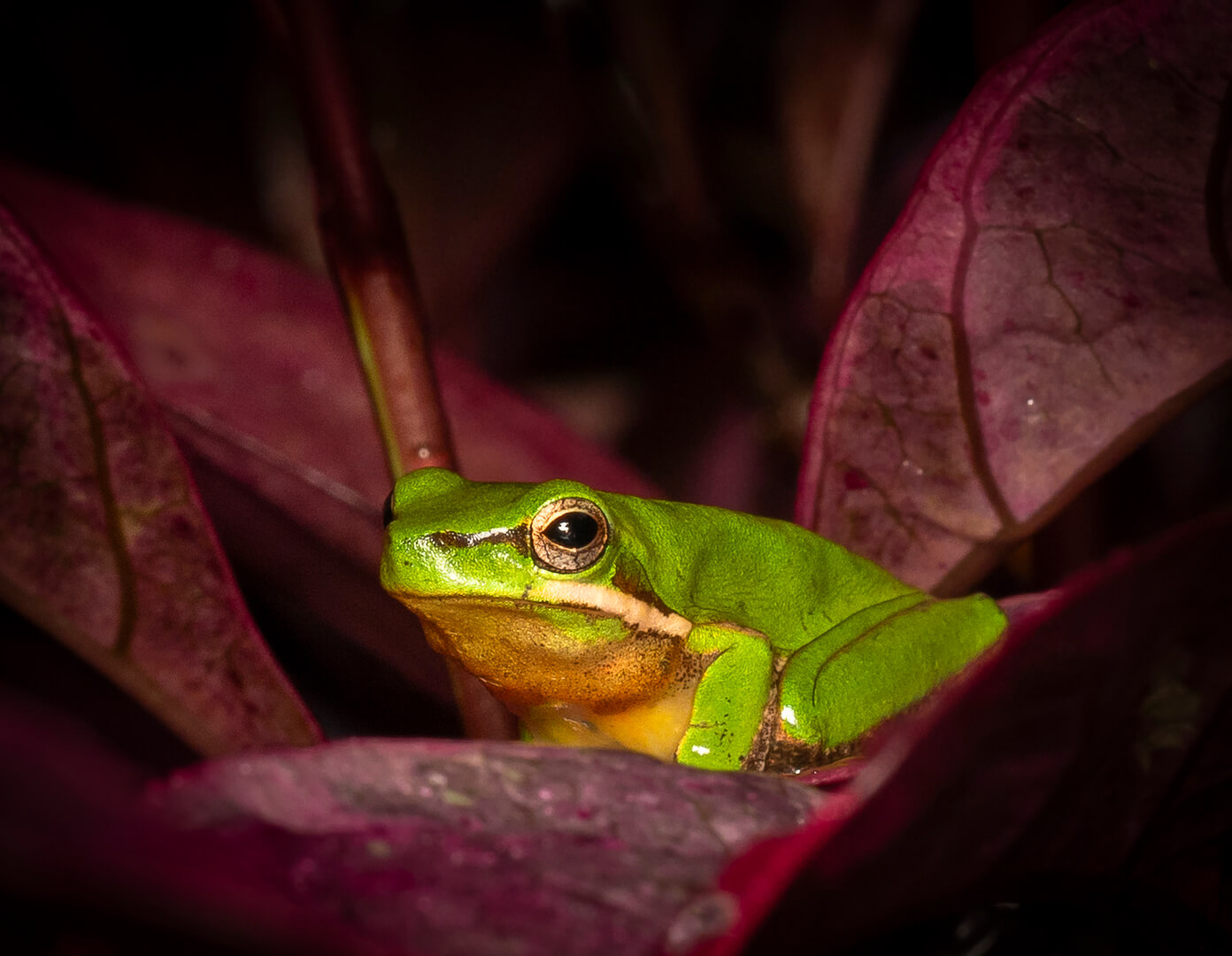 Merit For Digital Sedge Frog By Hazel Sempf