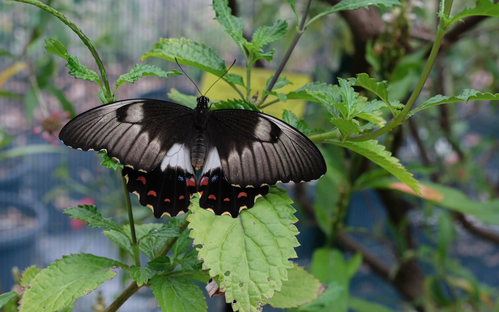 Merit For Print Resting Butterfly By Janet Richardson