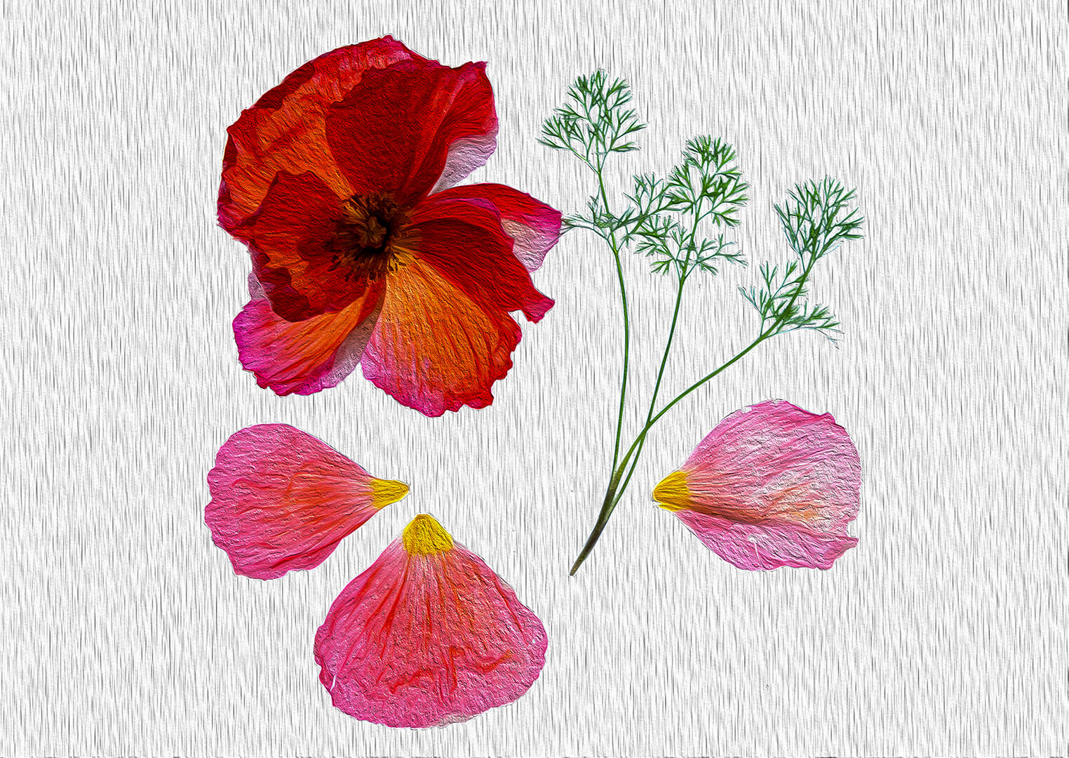 Honour For Digital Illuminated Poppy By Janet Richardson