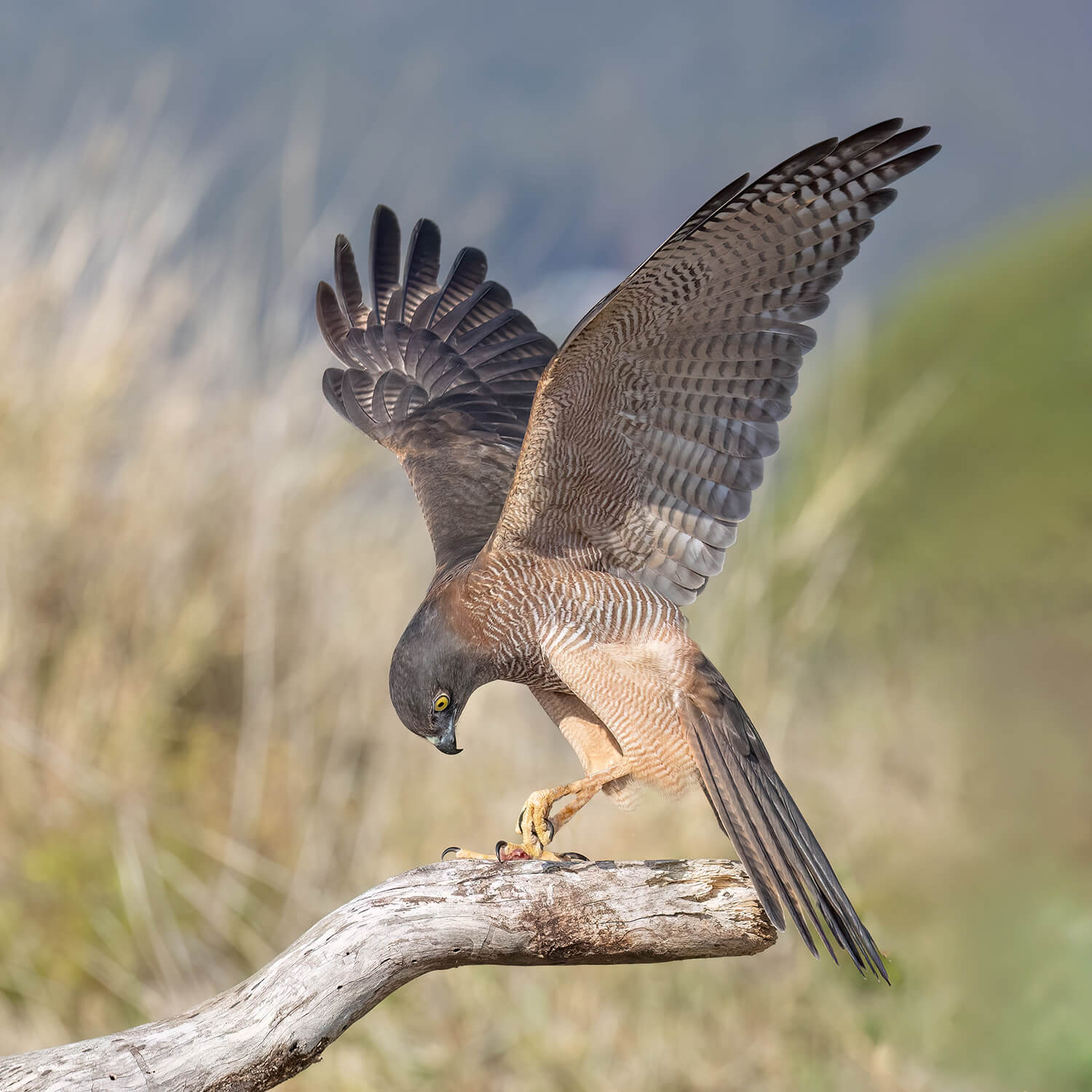 Honour For Digital The Ballerina By Kerri Anne Cook