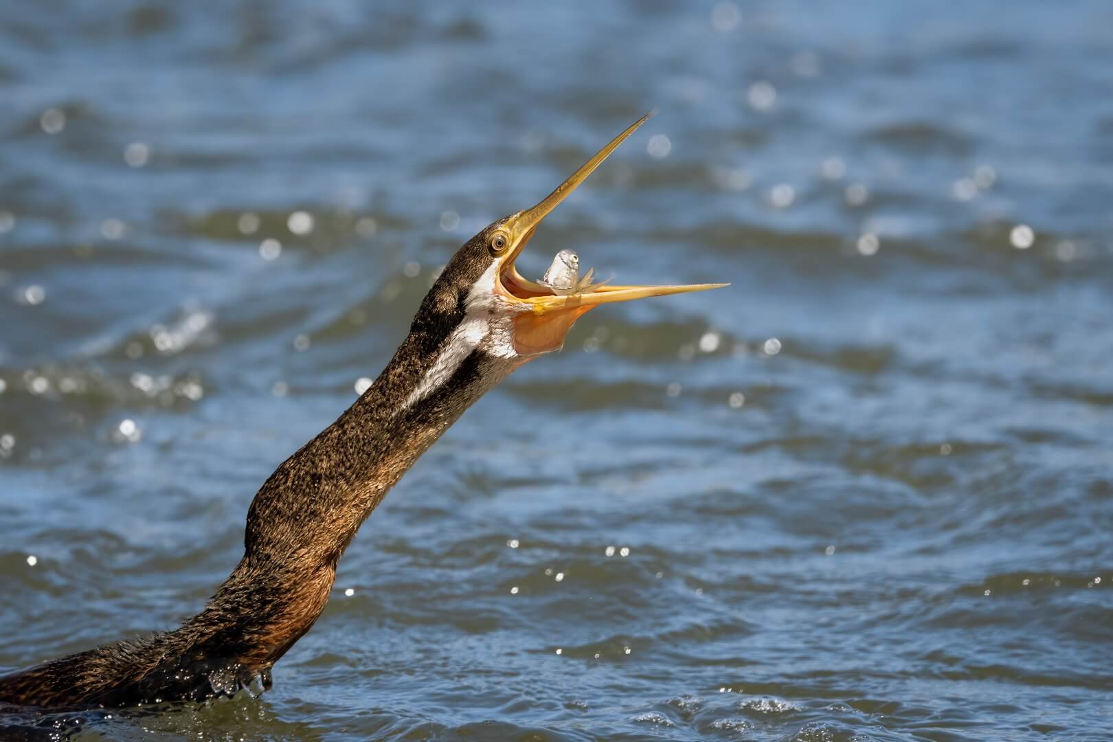 Merit For Digital A45  Gotcha By Heidi Wallis