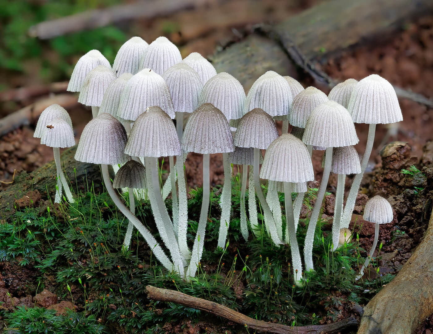 Merit For Digital Forest Floor Fungi By Ann Smallegange