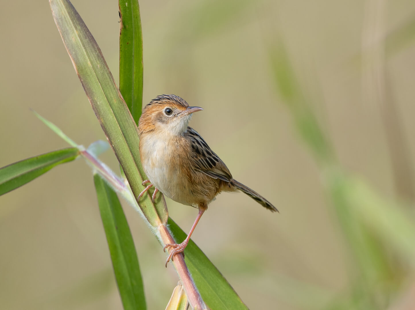 Merit For Digital Golden Headed Cisticola By Alan Wigginton