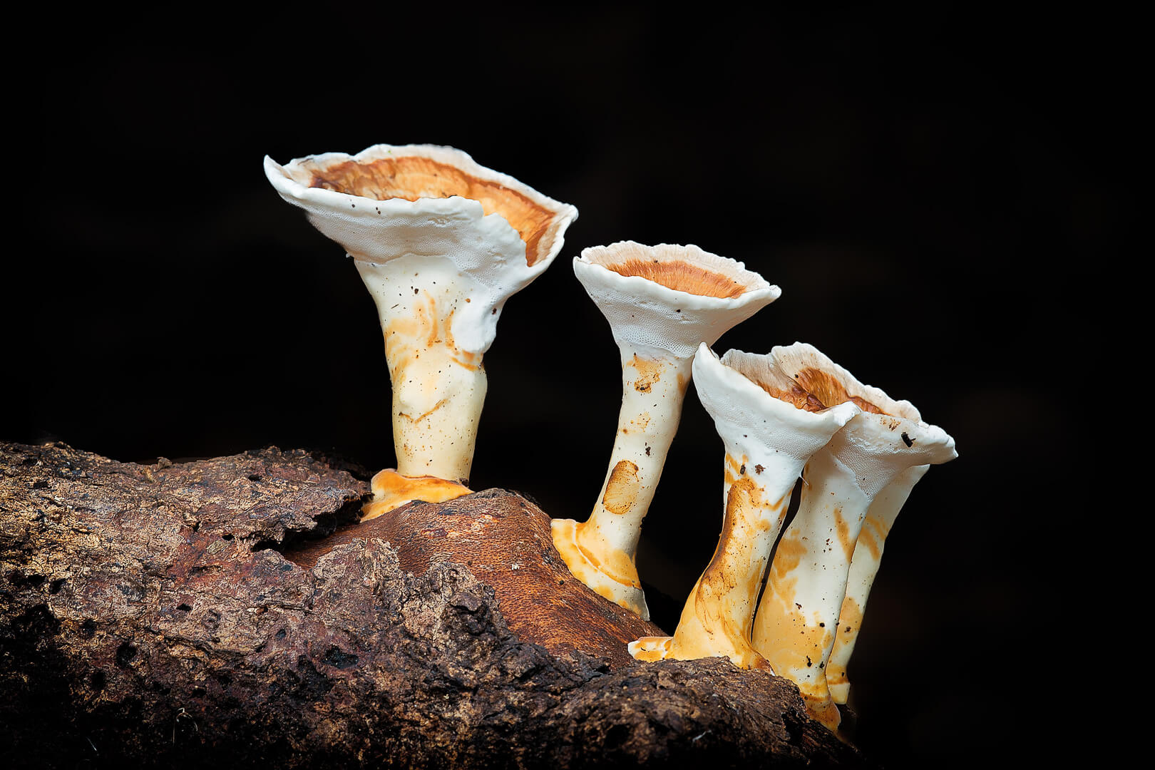 Merit For Print Orange And White Fungi By Alan Wigginton