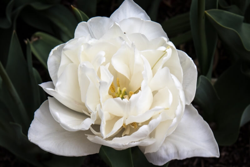 Merit For White Flower Study By Lee Dixon