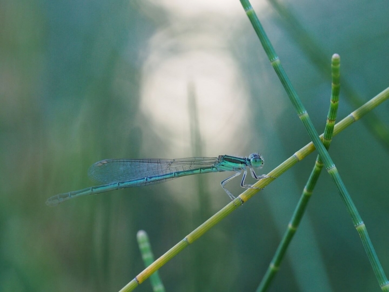 Honour For Digital 101 Green Dragonfly By Trudi Aykens