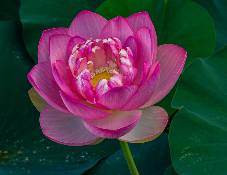 Honour For Print 252 Lotus Flower 1 By Christine Jull