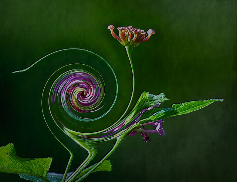 Merit For Digital Lantana Flower By Lekha Suraweera