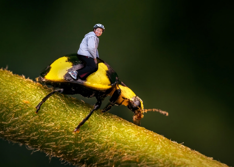 Merit For Print Lady Beetle Ride By Geoffrey Hui