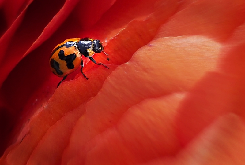 Honour For A065 Beetle Bug  By Joyce Metassa