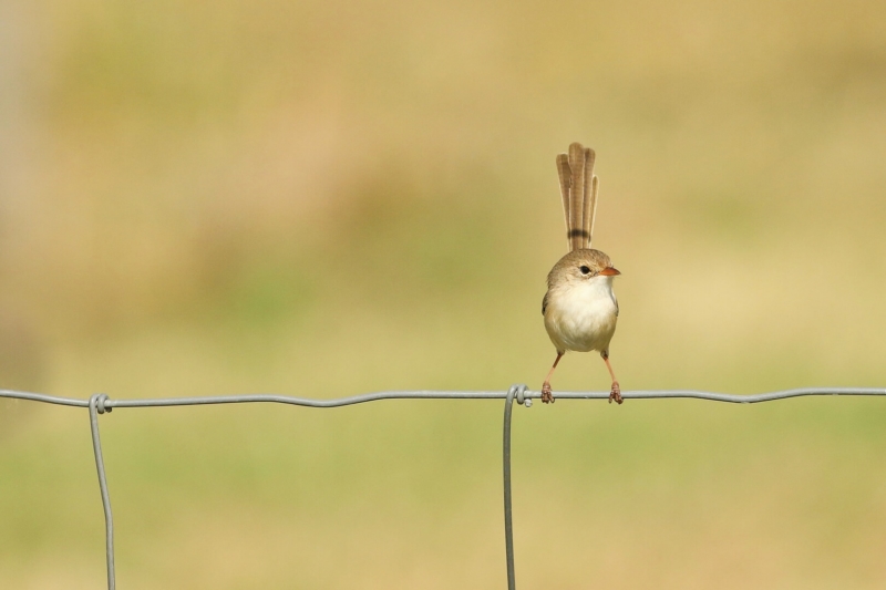 Merit For AB121 Bird On A Wire By Heidi Wallis