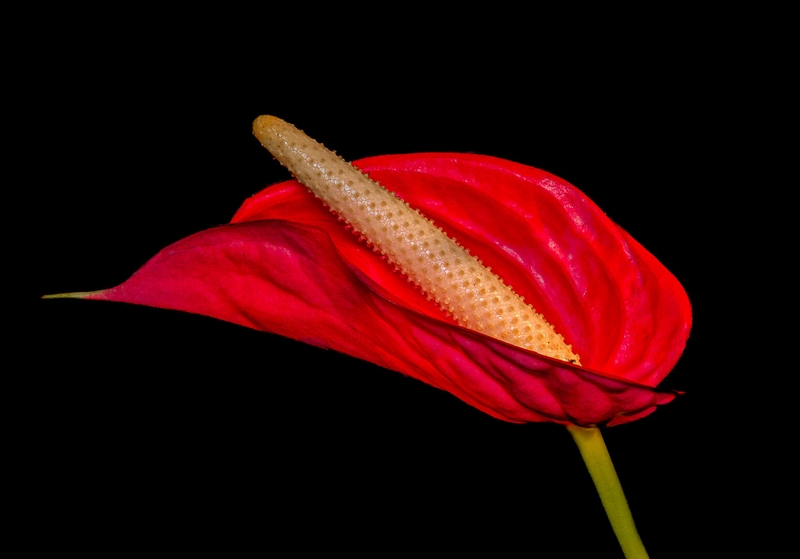 Honour For Print Red Anthurium By Christine Jull