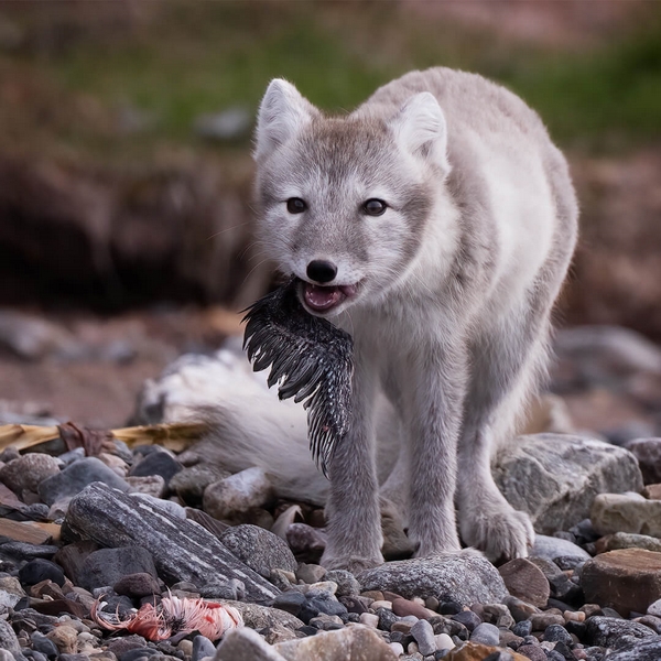 Merit For Digital Arctic Fox Catches Lunch By Jefferey Mott