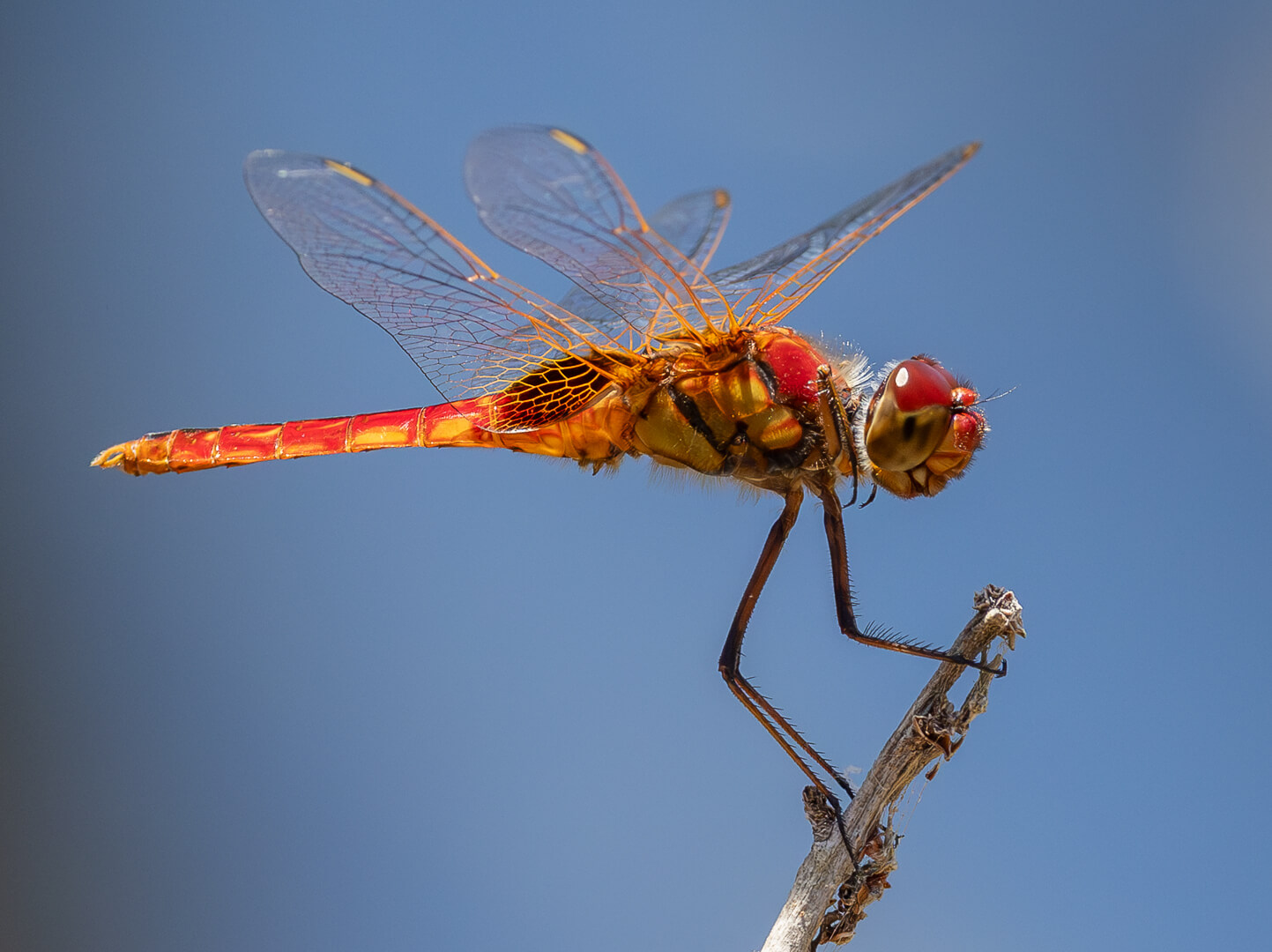 Honour For Digital Dragon Fly By Hazel Sempf