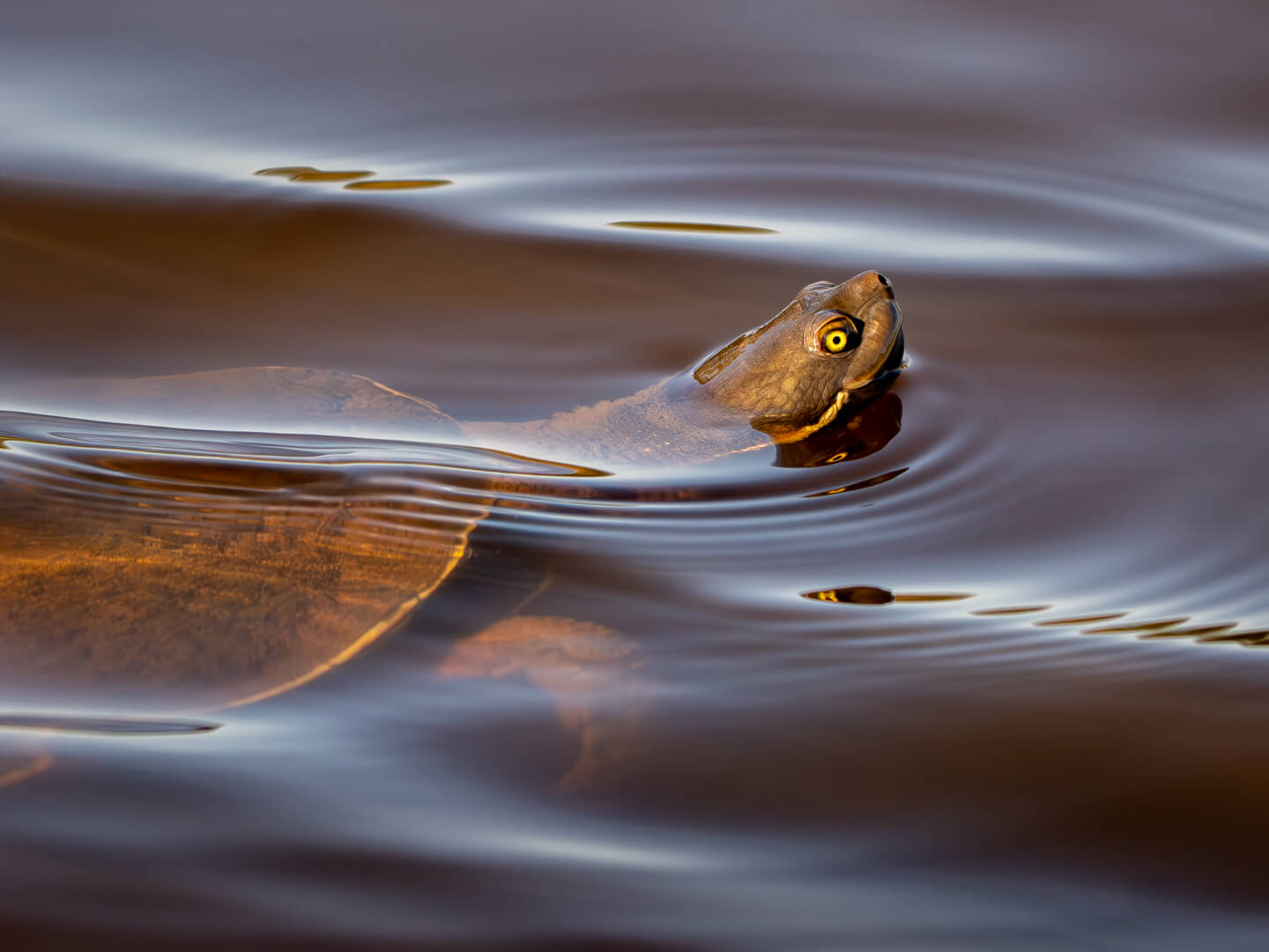 Merit For Digital Dreamy Turtle Glide By Rose Parr