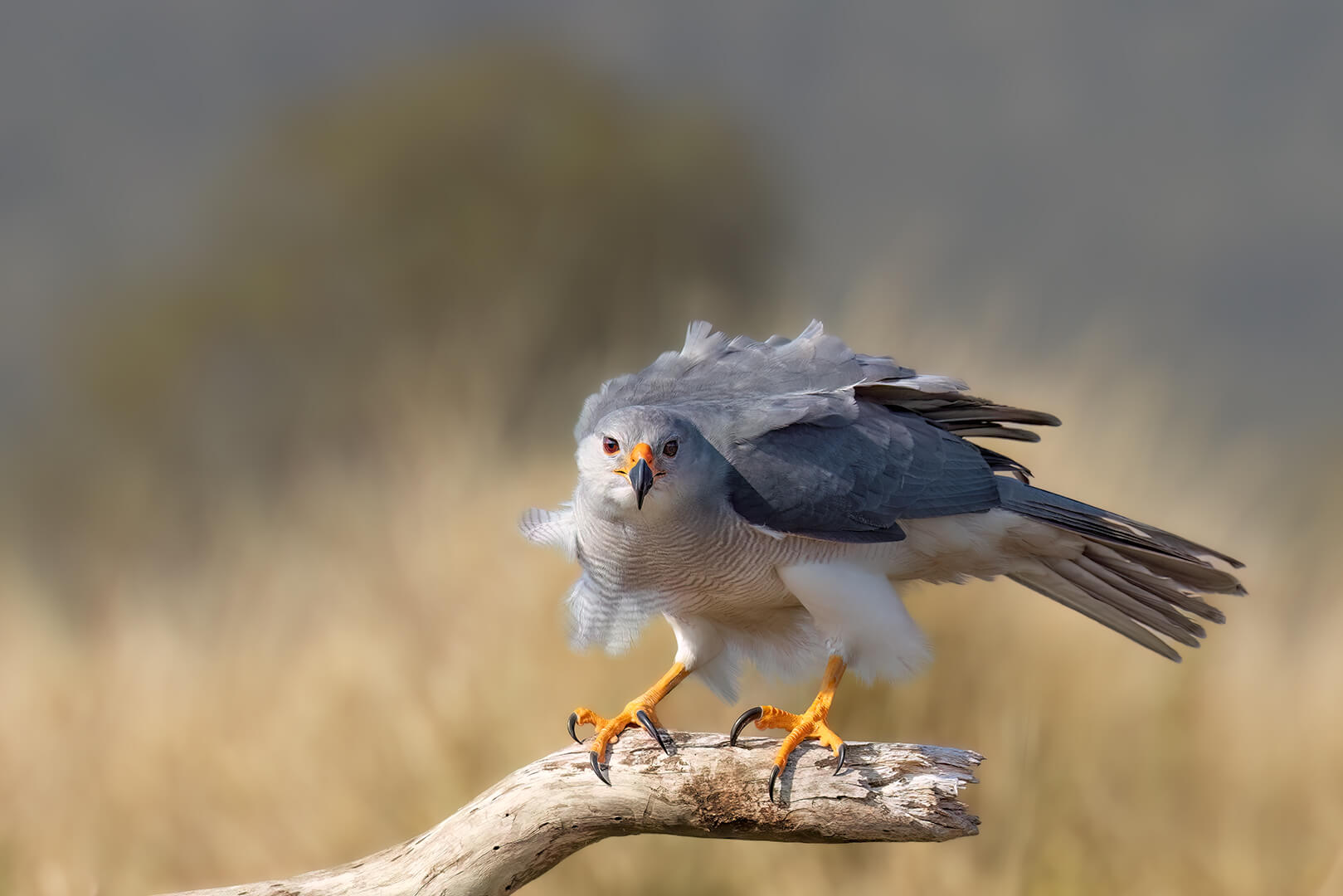 Merit For Digital STRIKING A POSE By Kerri Anne Cook