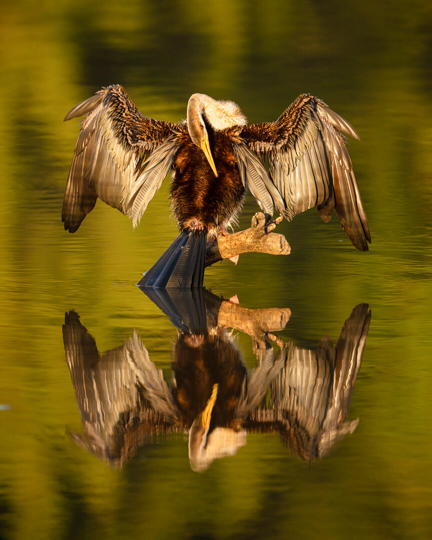 Merit For Print Darter In Gold By Alan Wigginton